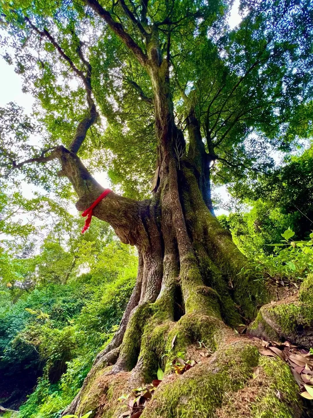 弥渡县一株千年古桂被认证为上海大世界基尼斯树龄最长的银桂树