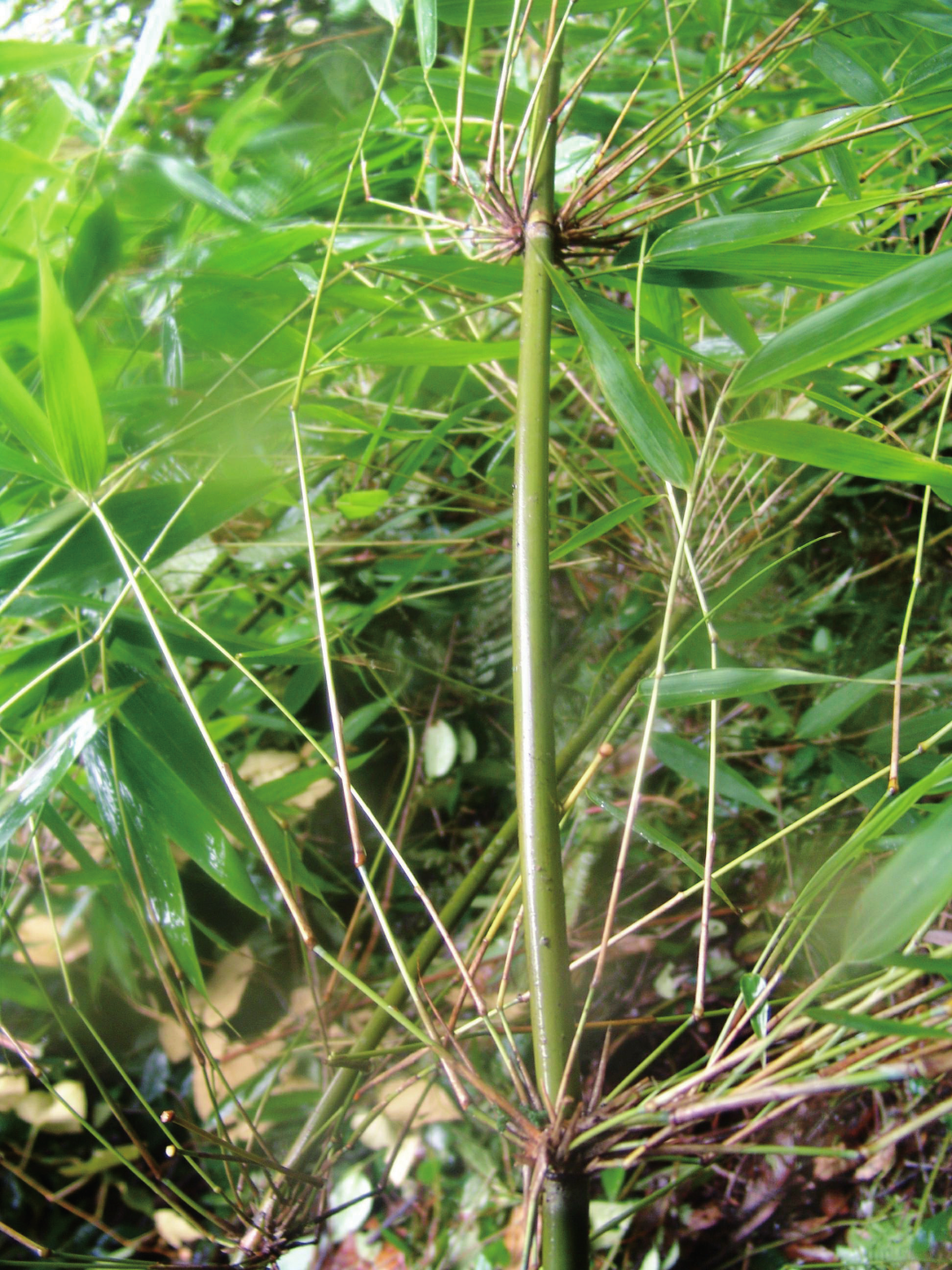 植物王国云南极小种群保护野生植物物种95
