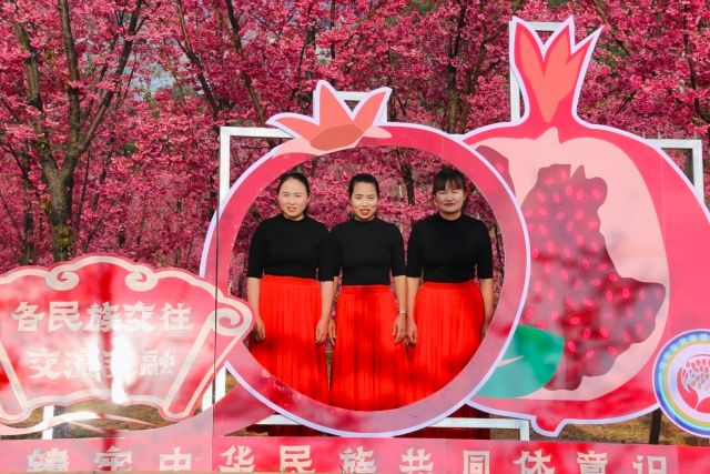 马龙区掀起樱花美食节旅游热潮促进各民族交往交流交融