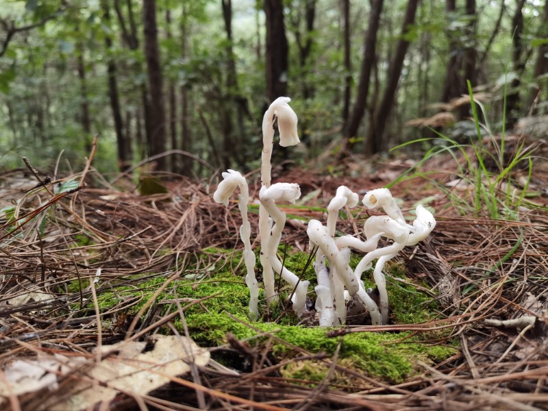 曲靖特色植物图片