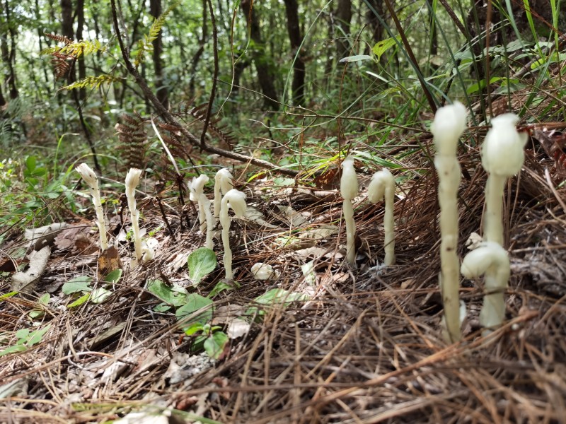 曲靖特色植物图片