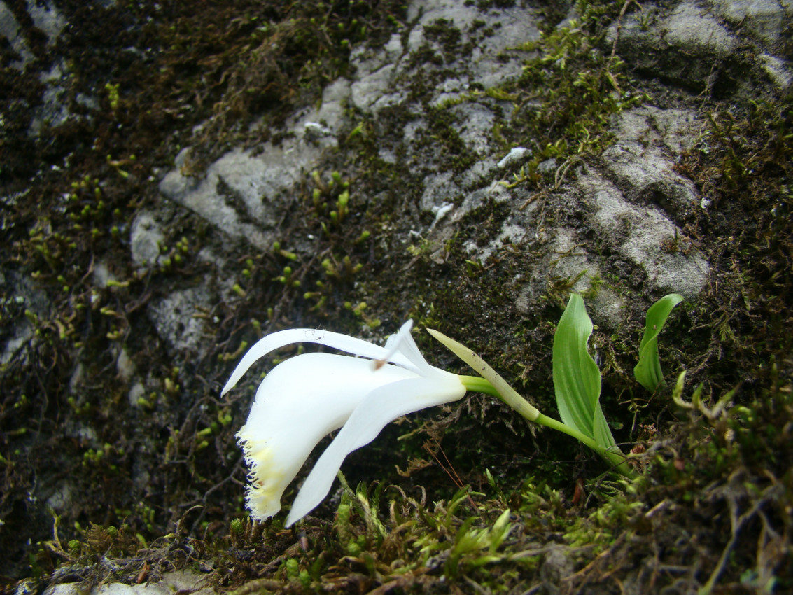 后河保护区-白花独蒜兰(二)