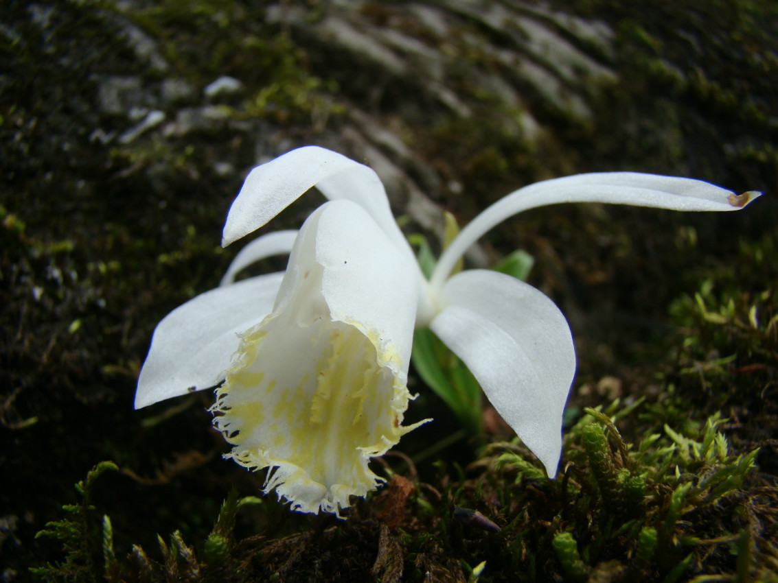 后河保护区白花独蒜兰三