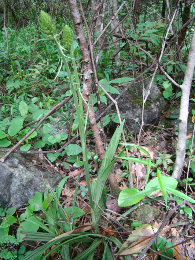 后河保护区-剑叶虾脊兰(一) - 中国自然保护区生物标本资源共享平台