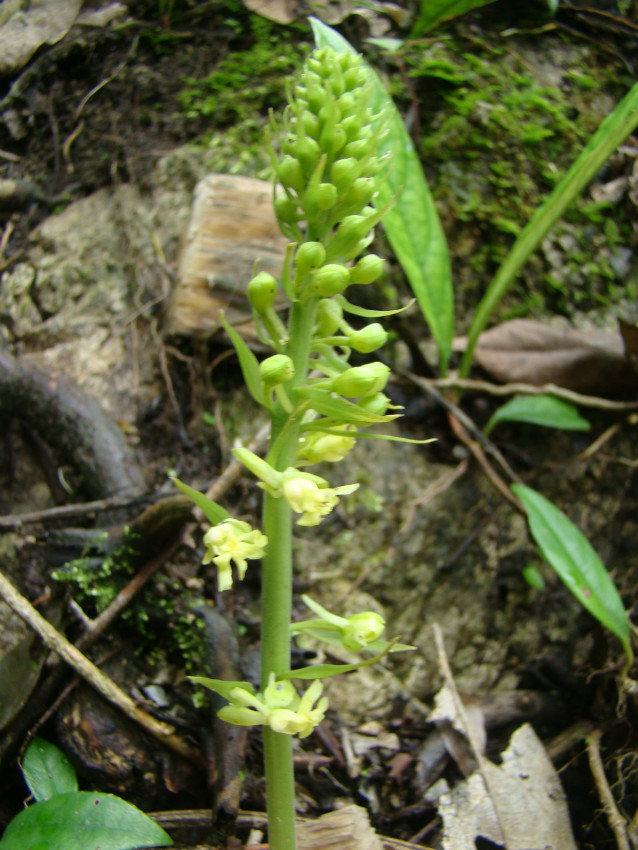 后河保护区-剑叶虾脊兰(四) - 中国自然保护区生物标本资源共享平台