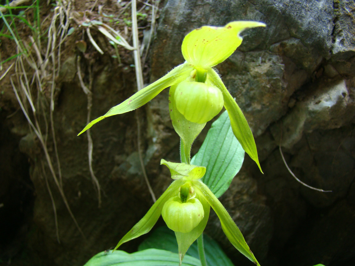 后河保护区绿花杓兰三