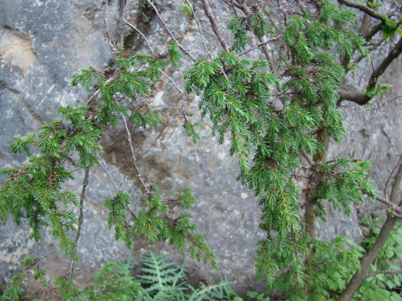 后河保护区高山柏三