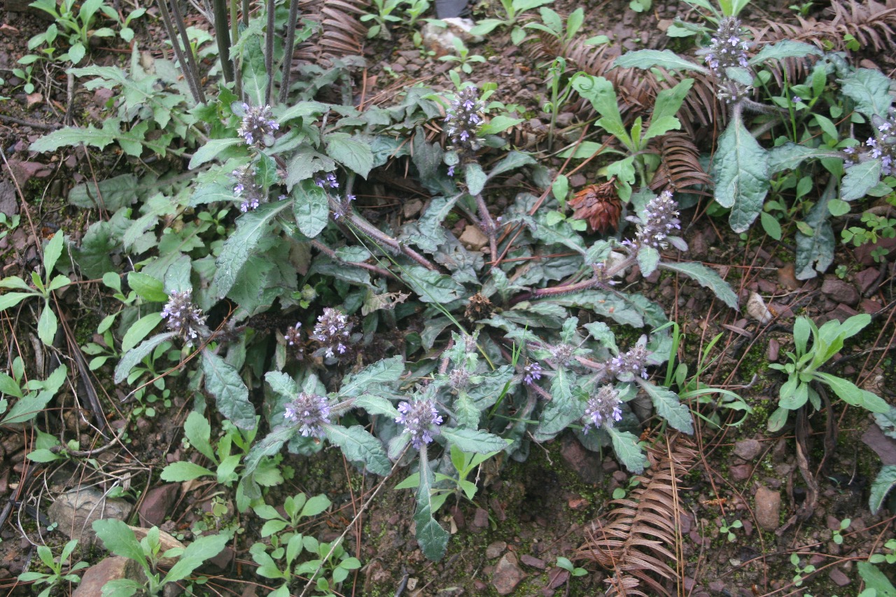 后河保护区紫背金盘二