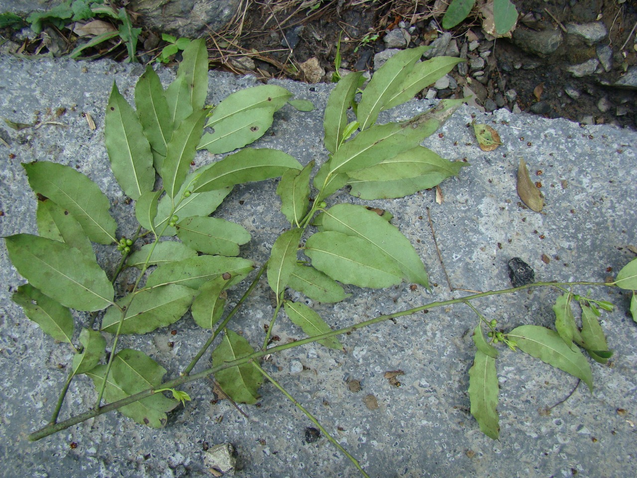 后河保护区刺叶珊瑚冬青二