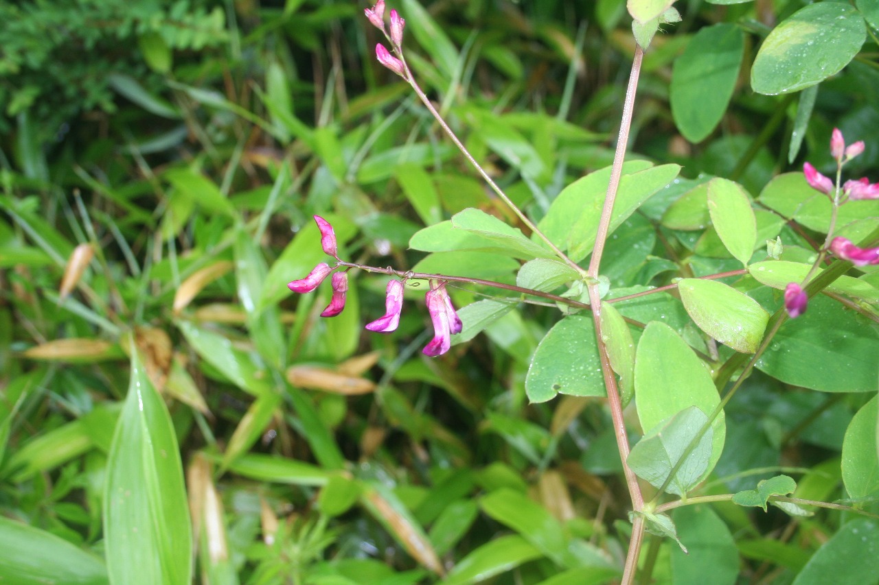 后河 大叶野豌豆03