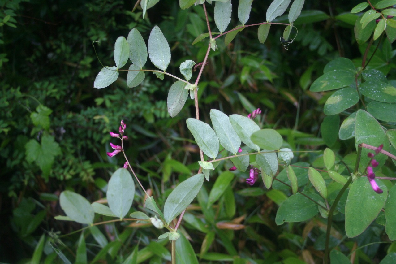 后河大叶野豌豆05