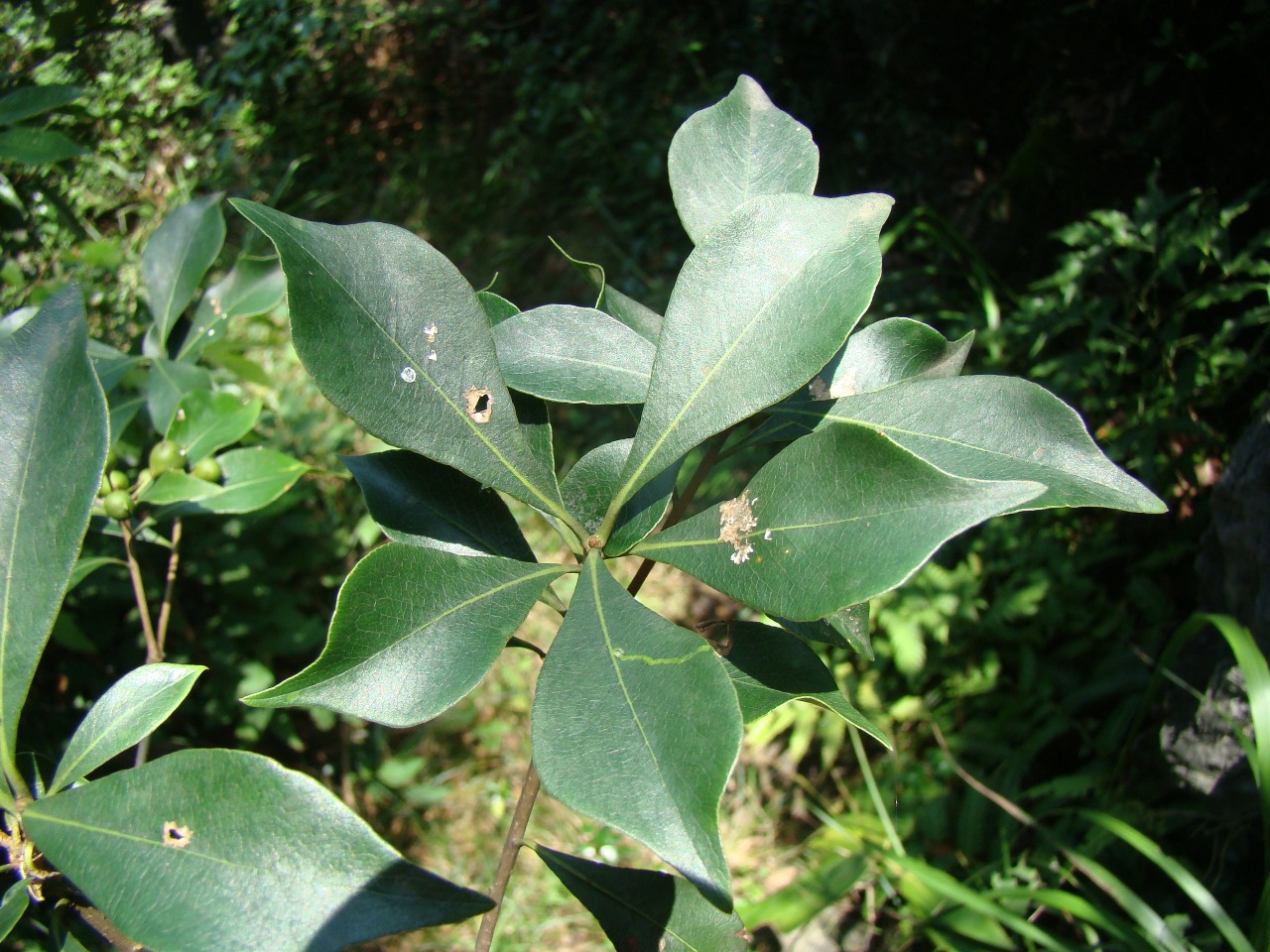 后河崖花子07