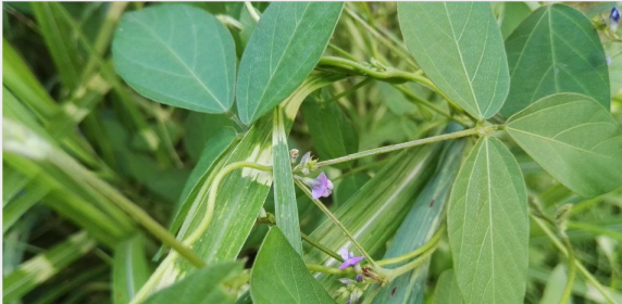 洣水科普大講堂 第114期 植物篇——野生救命糧|野大豆