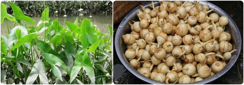 荸荠因生食味如雅梨,故又称"地梨.生熟皆可食用,还可榨汁.