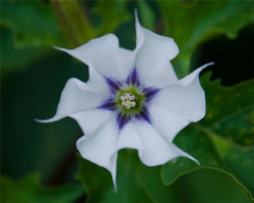 野生植物介绍曼陀罗