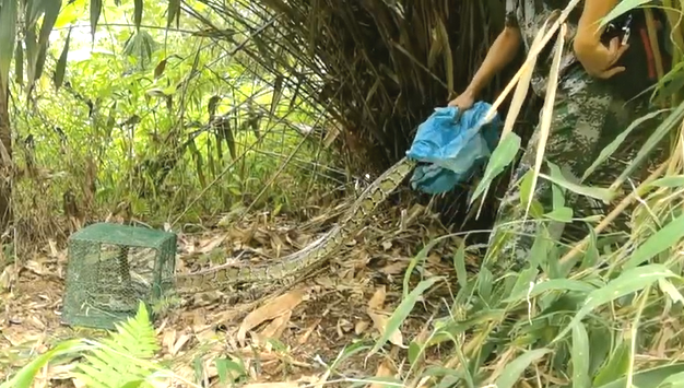 河口林業簡報第五十七期雲南省林業和31只畫眉鳥和1條蟒蛇迴歸大自然