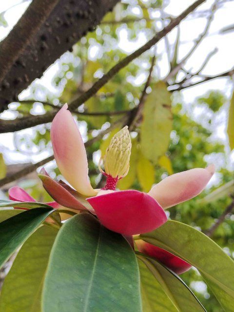 曲靖特色植物图片