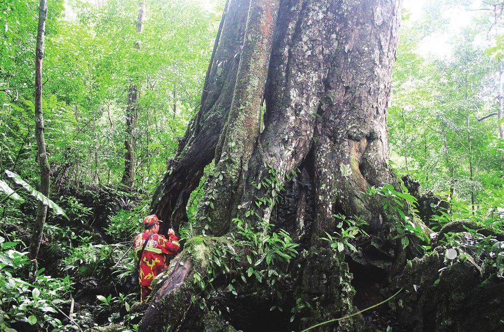树龄超过2000年的蚬木