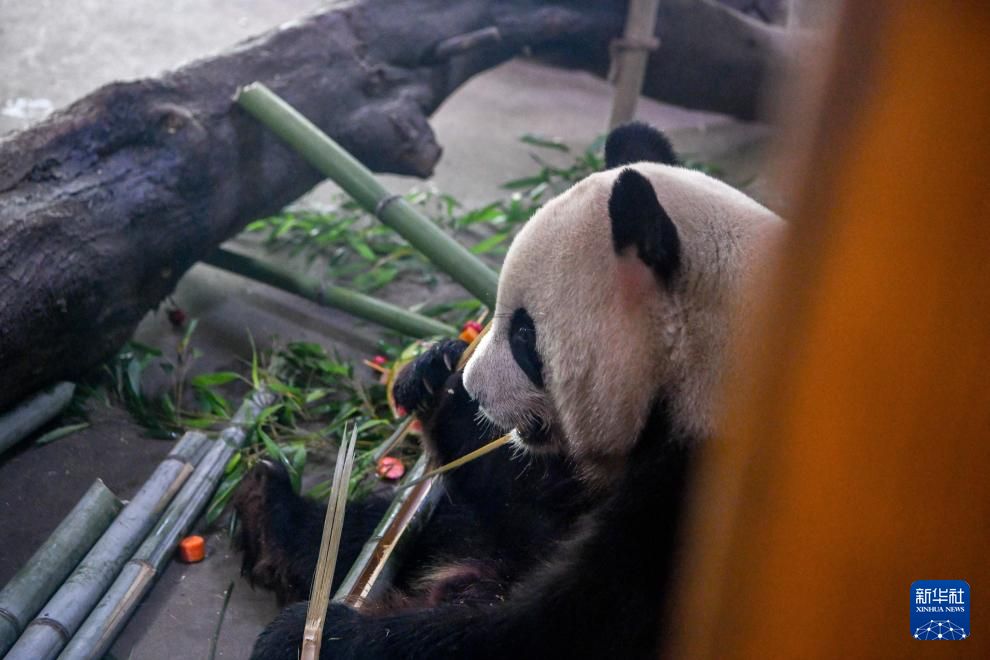 新华社记者 彭奕凯 摄新华网昆明8月5日电 8月4日,云南野生动物园为大