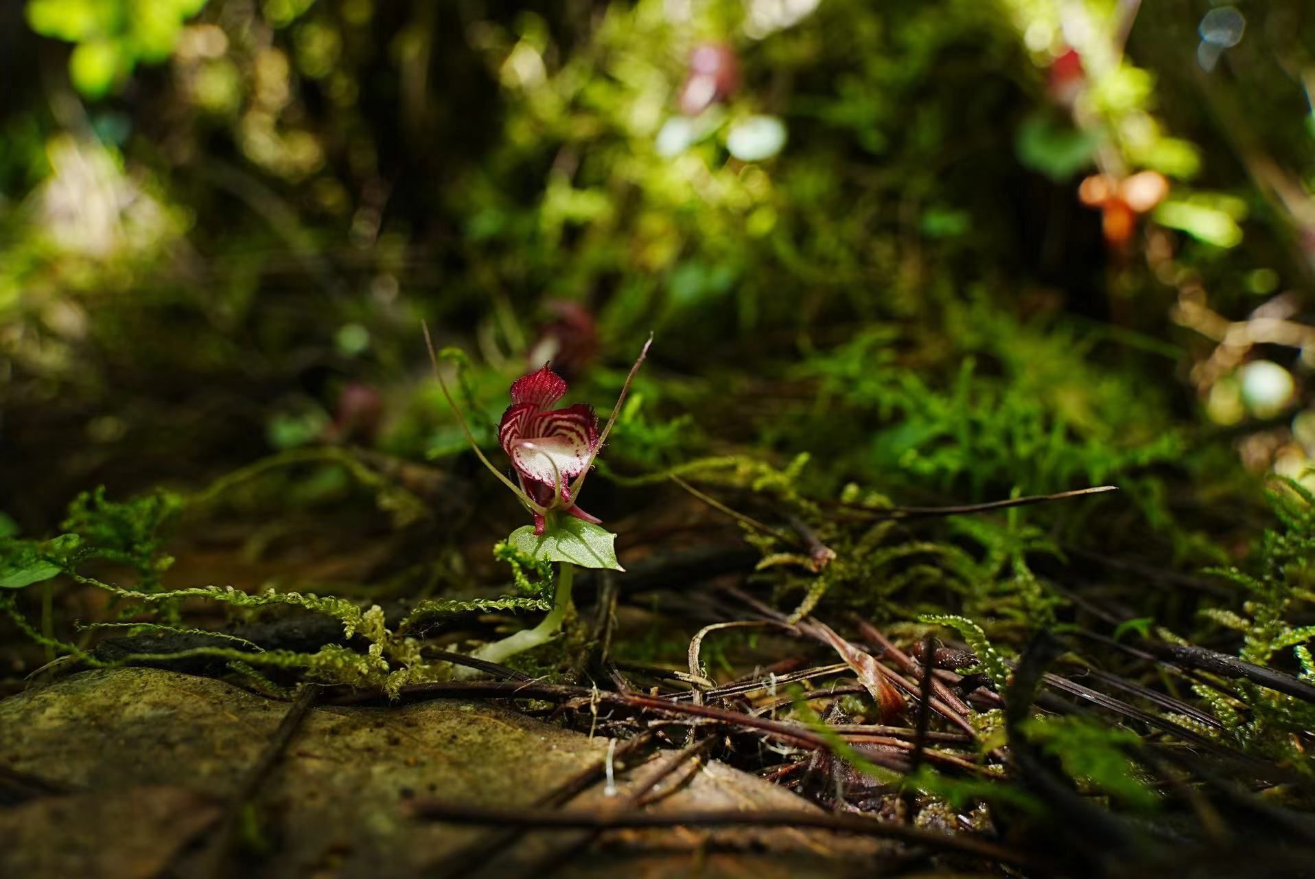云南贡山发现珍稀濒危物种——铠兰