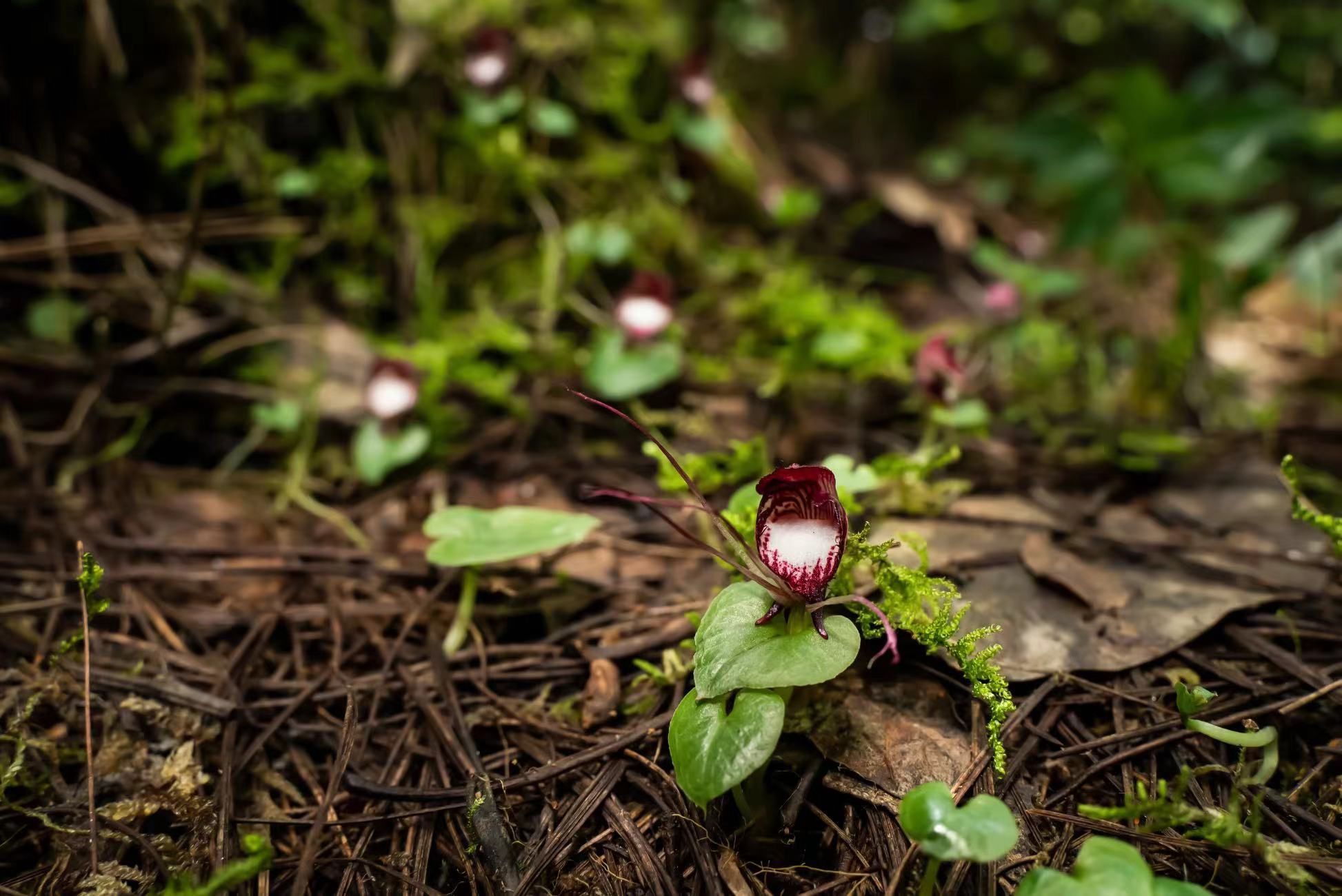 云南贡山发现珍稀濒危物种——铠兰
