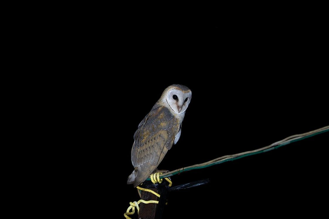生态云南 | 全国鸟类种类的四分之一,在临沧凤庆均有发现!