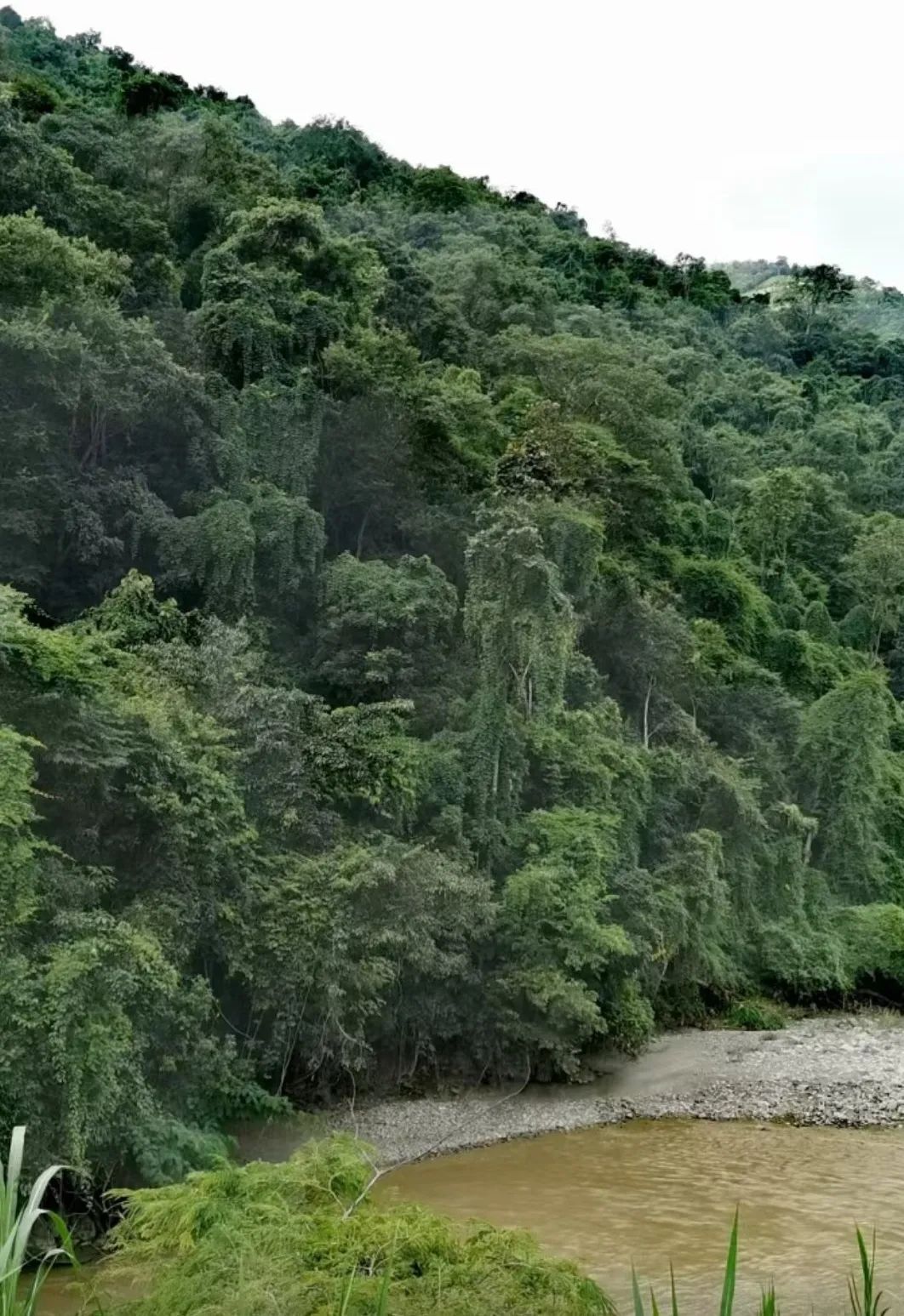 国有林场 | 云县回蚌山生态林场 - 关注森林