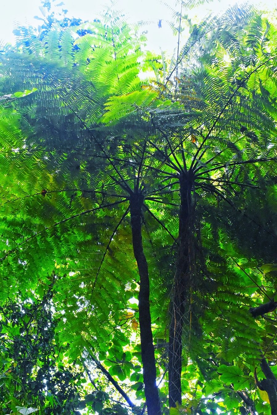 生态云南 | 临沧云县:发现十余株植物界的"活化石"桫椤