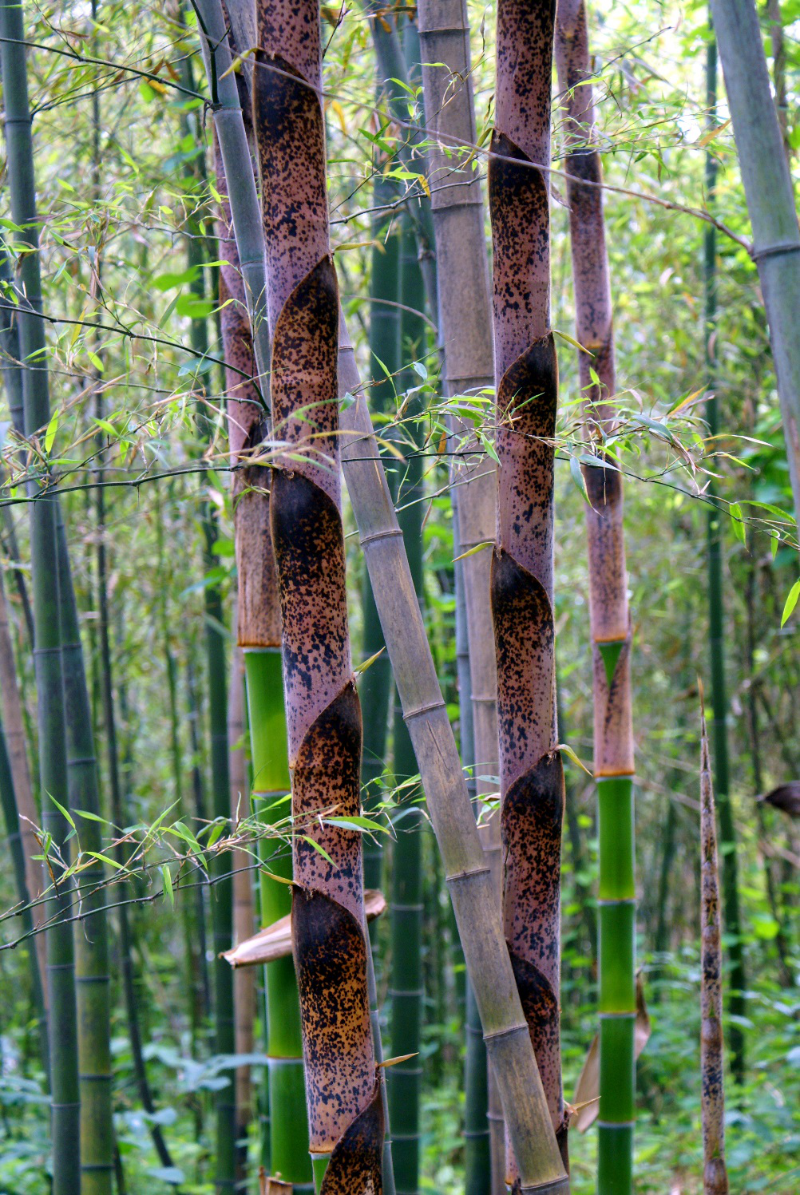 竹子生长图片记录图片