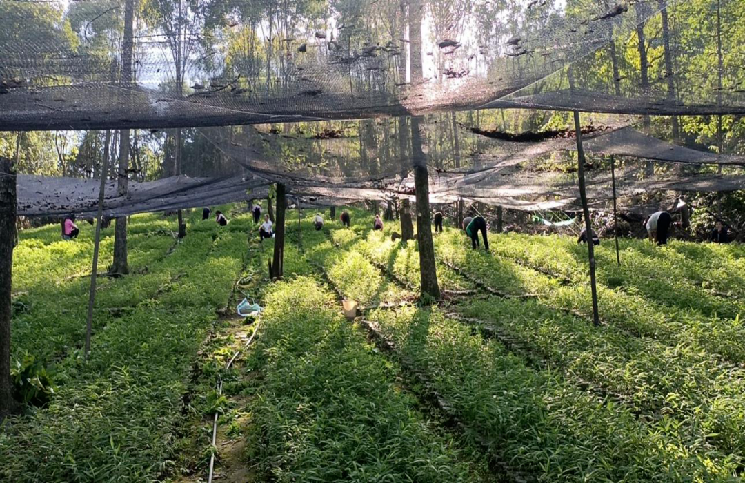 国有林场 | 绥江县国有林场 - 关注森林