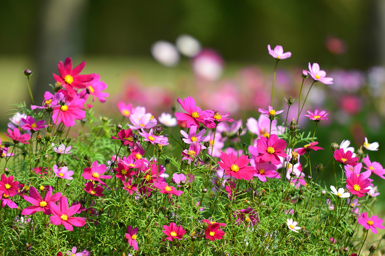 海珠湿地又见花海千朵万朵波斯菊竞艳