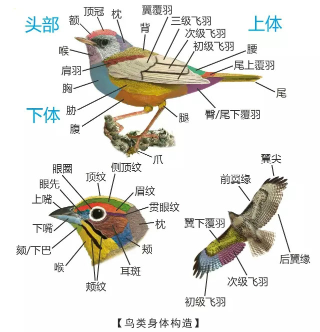 小鸟结构图图片