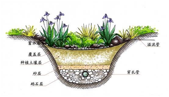雨水花园手绘图片