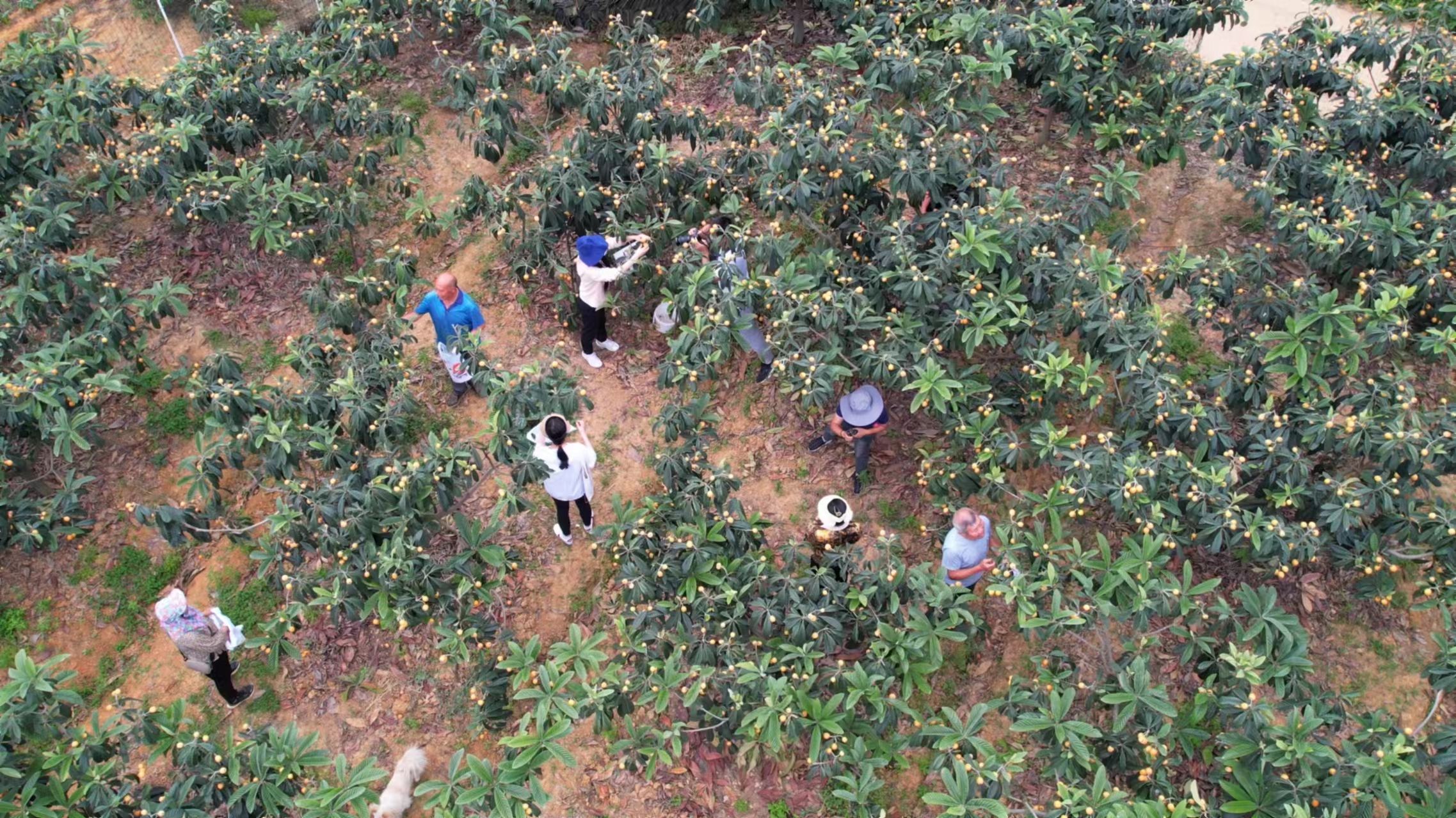 当前位置:关注森林>地方林草动态>四川>正文走进白玉村枇杷种植基地
