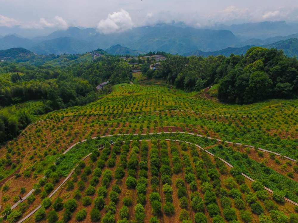 中国油茶基地图片