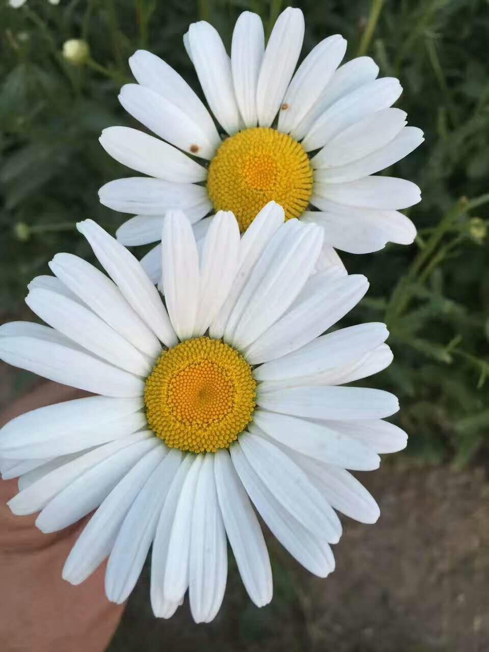 后河保护区大滨菊