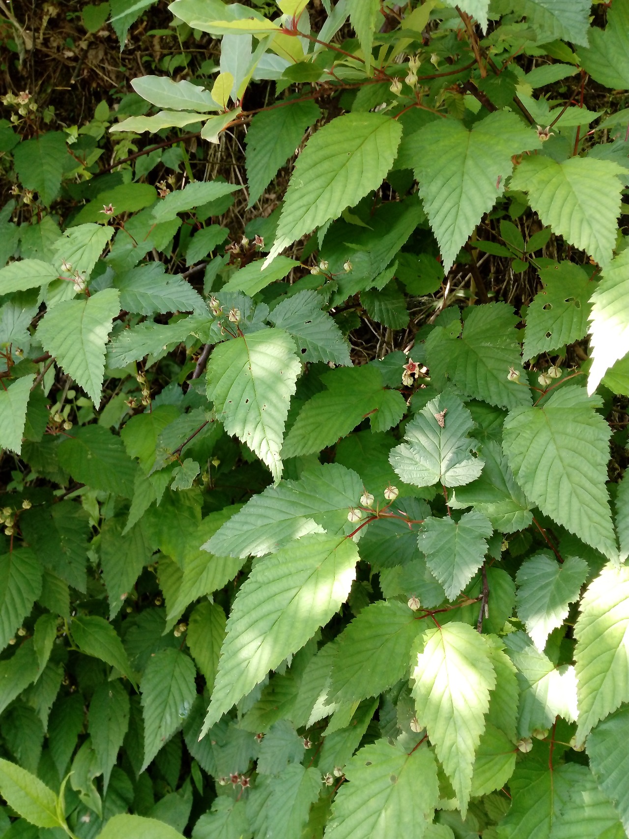 后河三花悬钩子2