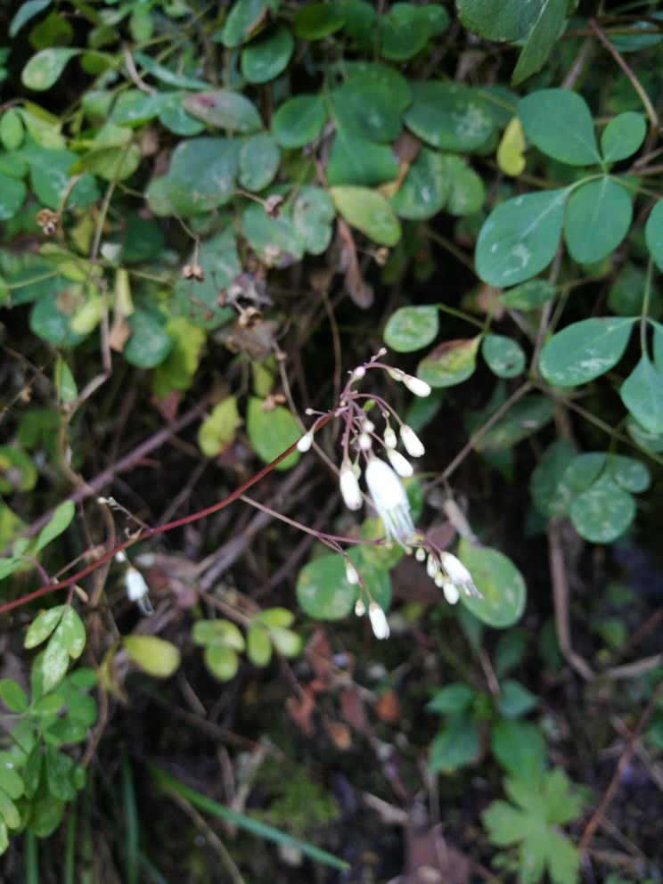 后河臭节草