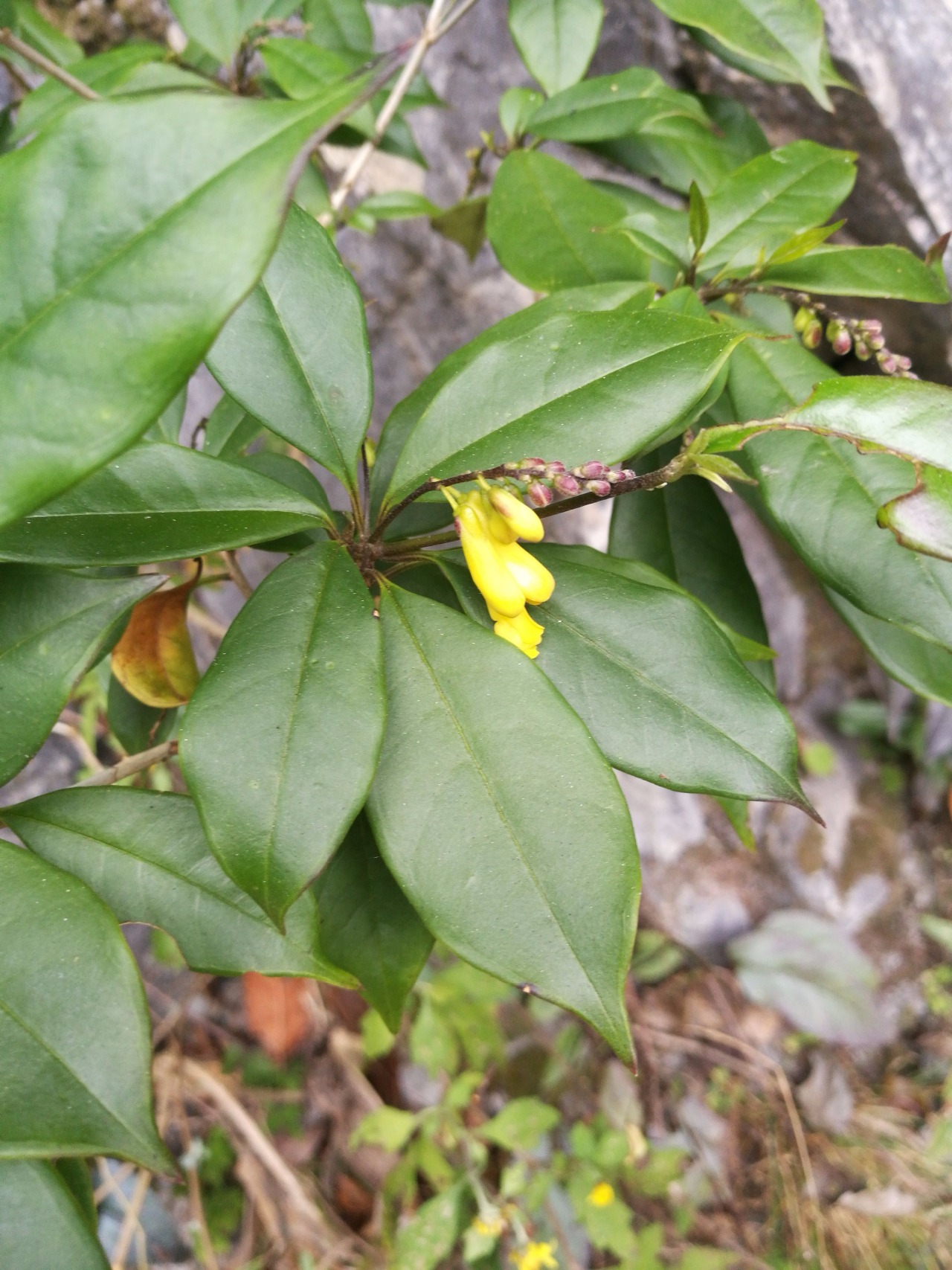 後河黃花遠志