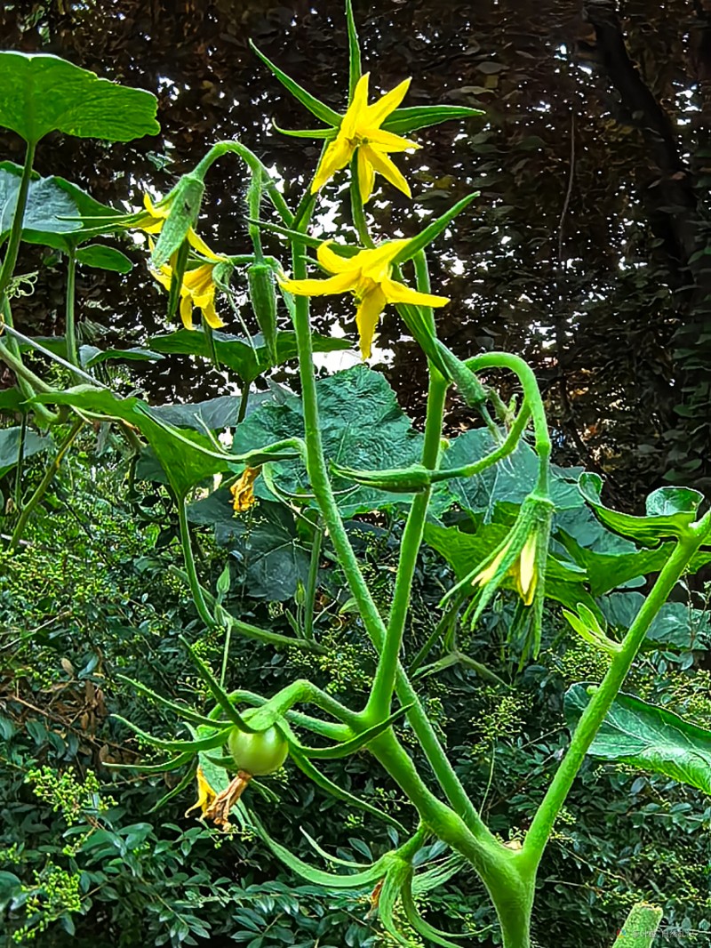 茄科雄蕊图片