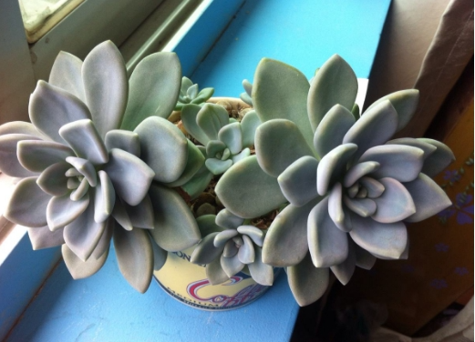 适合女生养的8种多肉可爱到爆