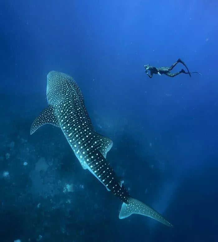 丰富 图/摄影师kimberly wheeler珊瑚从白化中恢复大约需要10到15年