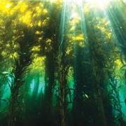 惊人的藻类：生命之基与未来希望