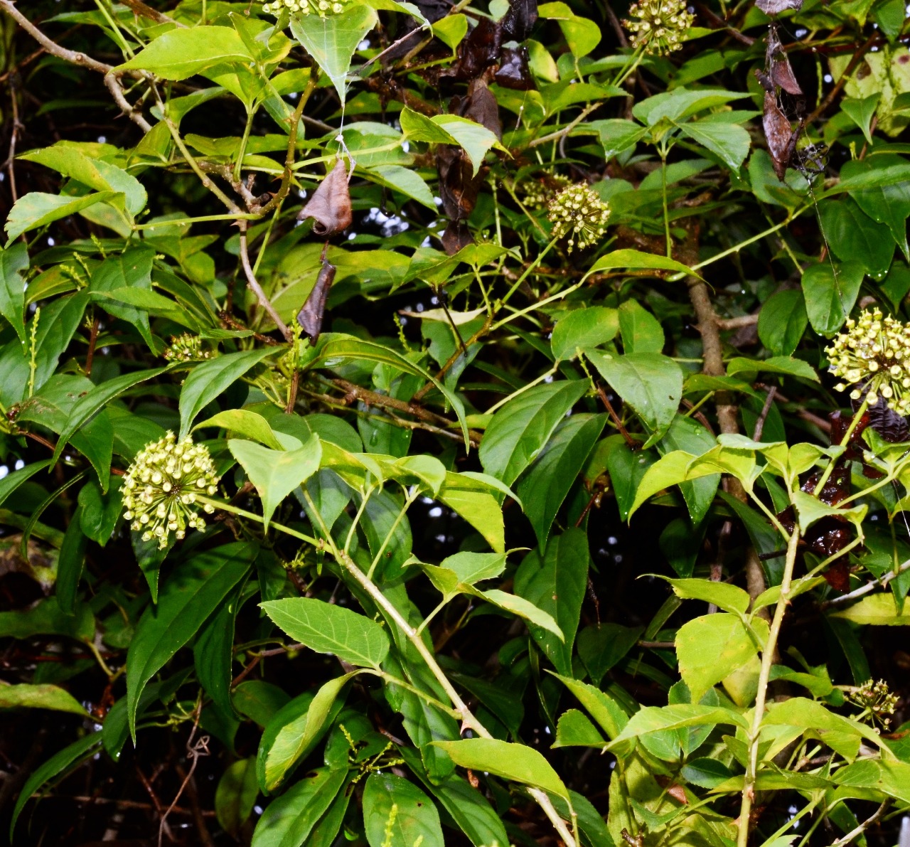 高望界保护区植物白簕一