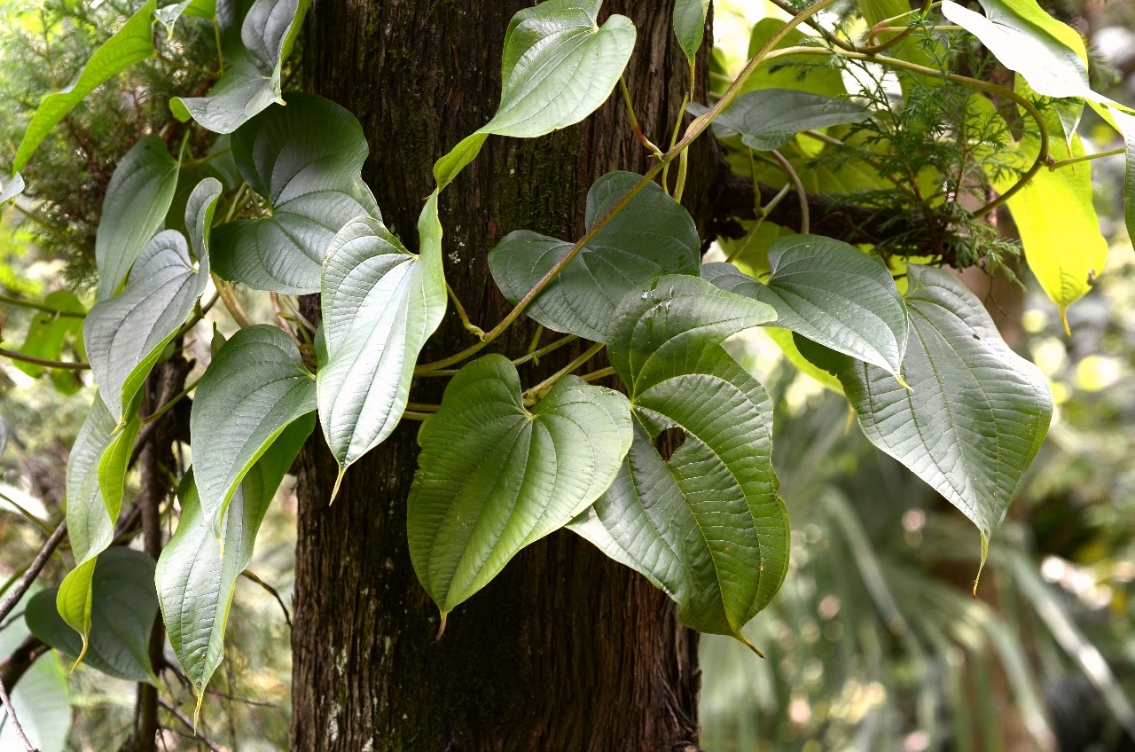 高望界保护区植物-黄独(一)