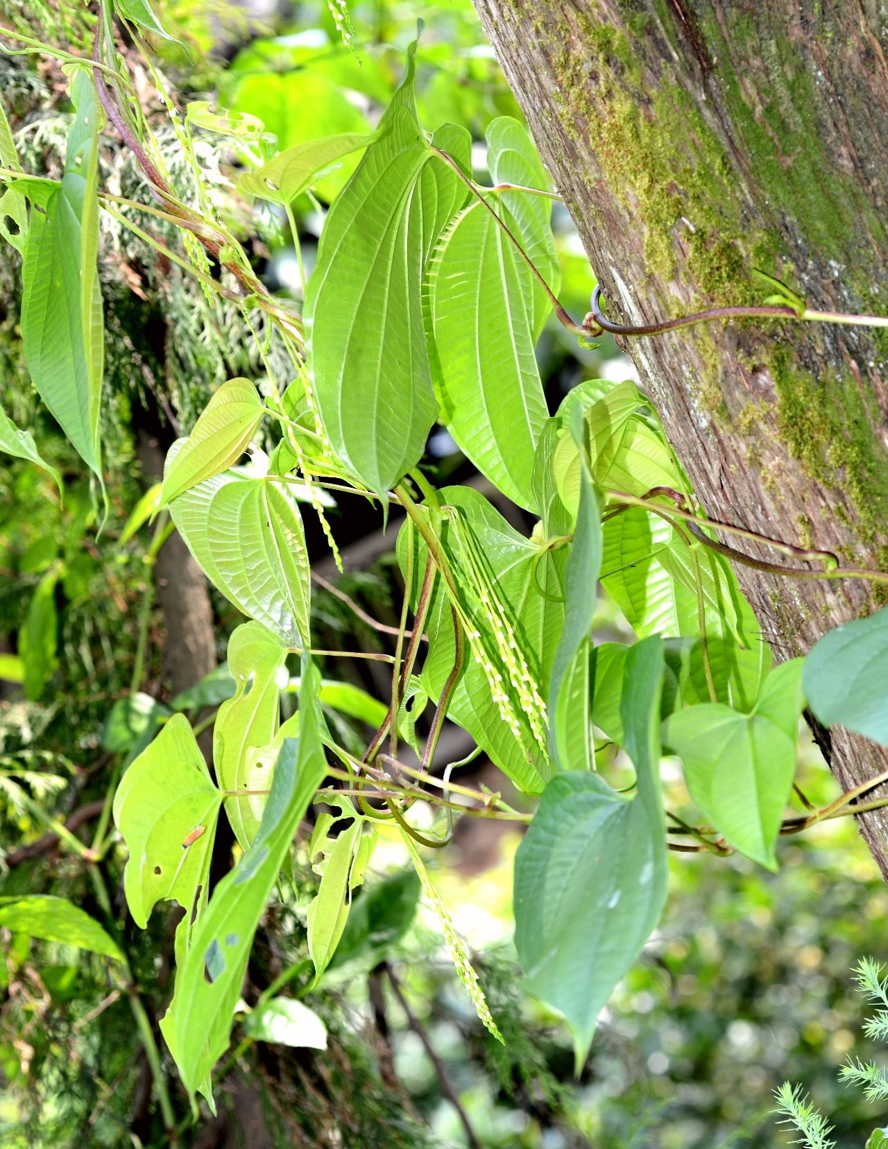 高望界保护区植物-黄独(二)