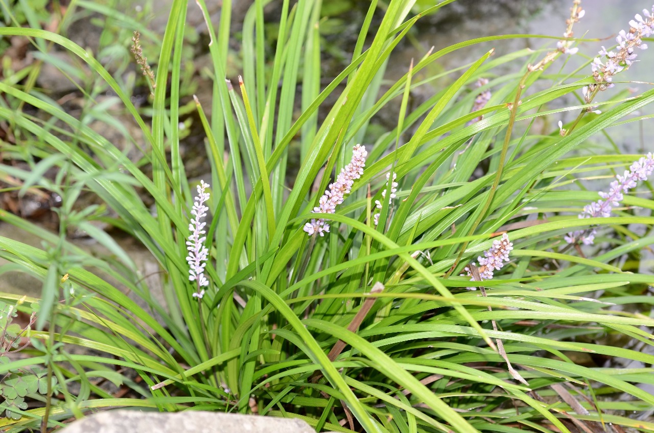 高望界保护区植物