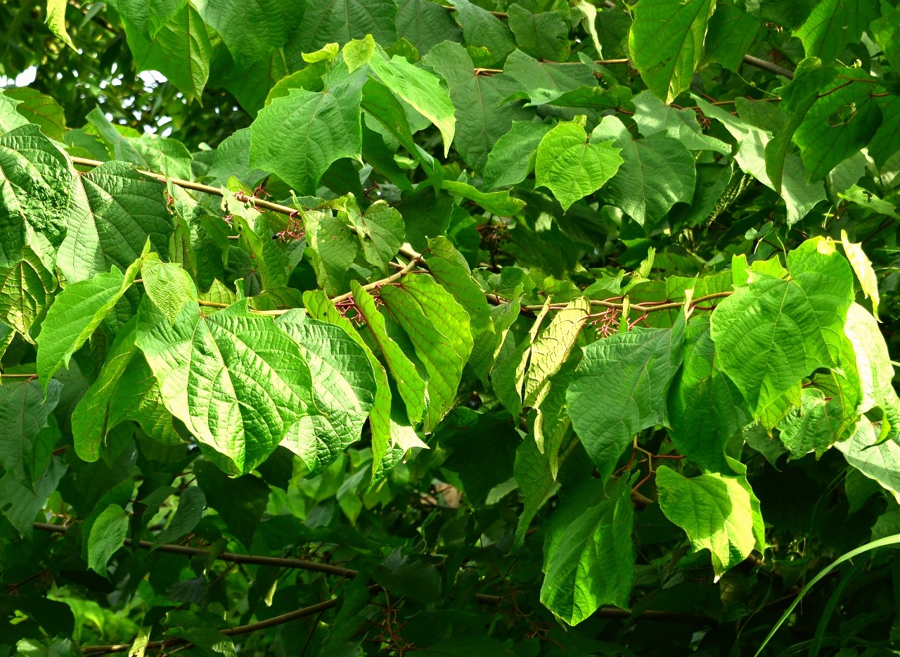 高望界保护区植物八角枫二