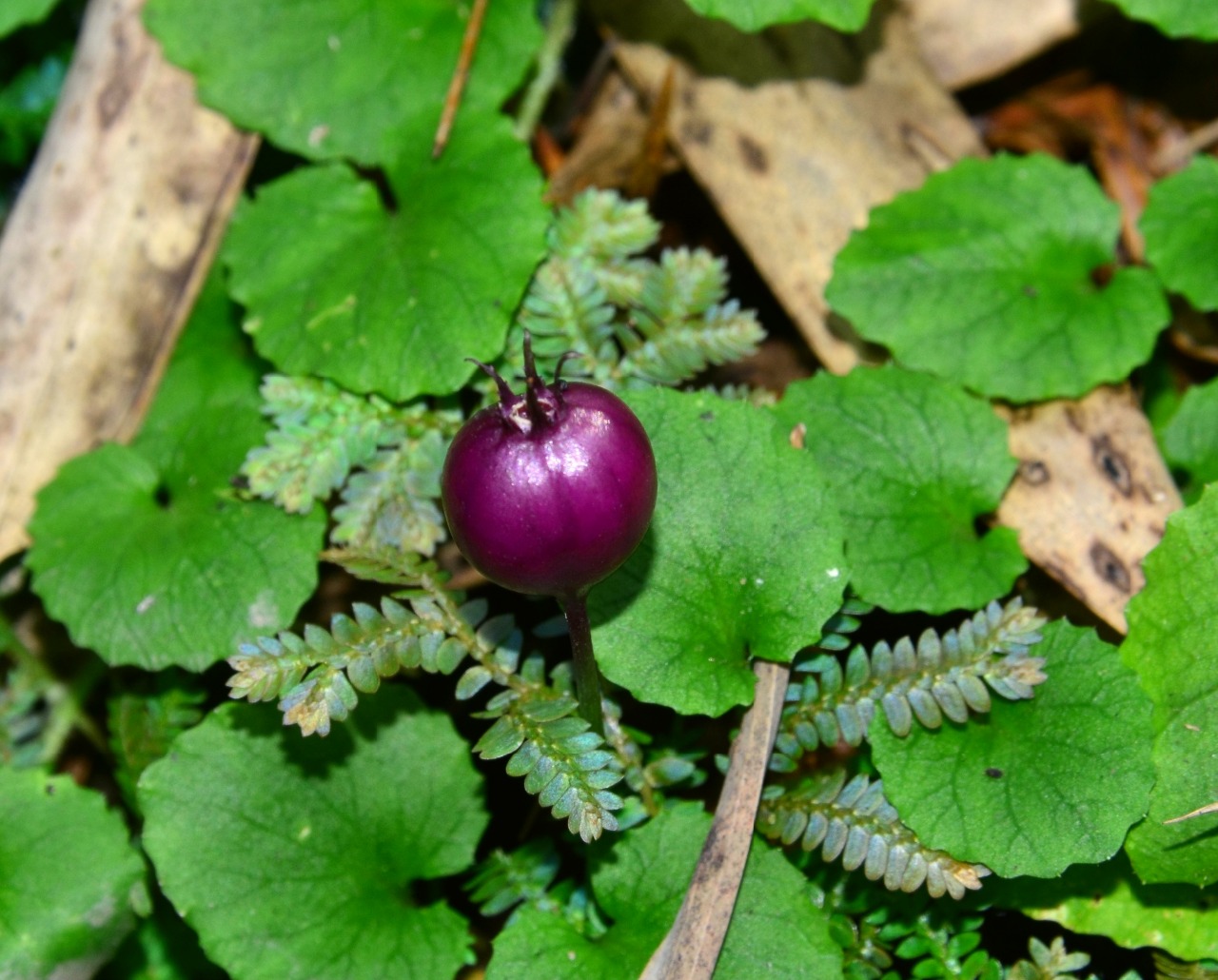 小溪保护区植物铜锤玉带草二