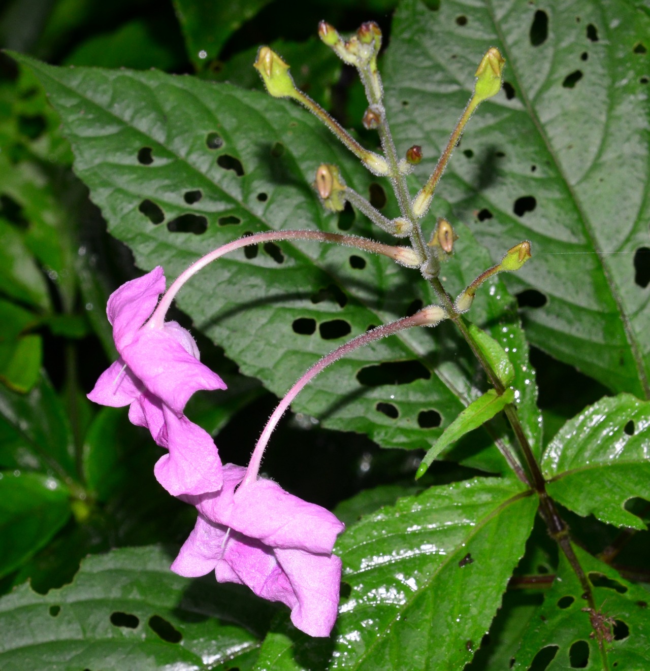 小溪保护区植物白接骨四